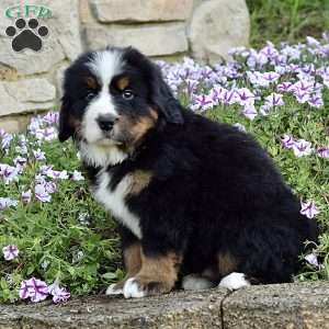 Mr. Billy, Bernese Mountain Dog Puppy