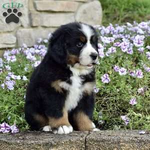 Mr. Billy, Bernese Mountain Dog Puppy
