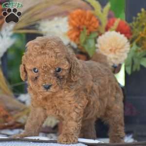 Rita – F1B, Cavapoo Puppy