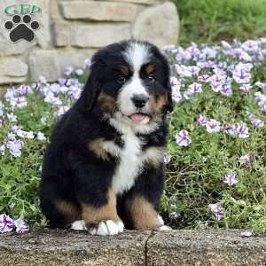 Mr. Billy, Bernese Mountain Dog Puppy