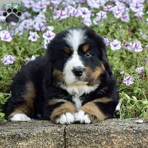 Mr. Billy, Bernese Mountain Dog Puppy