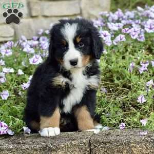 Mr. Barkley, Bernese Mountain Dog Puppy