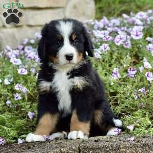 Mr. Barkley, Bernese Mountain Dog Puppy