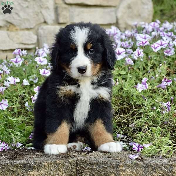 Mr. Barkley, Bernese Mountain Dog Puppy