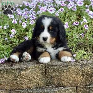Mr. Barkley, Bernese Mountain Dog Puppy