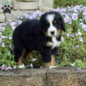 Mr. Barkley, Bernese Mountain Dog Puppy
