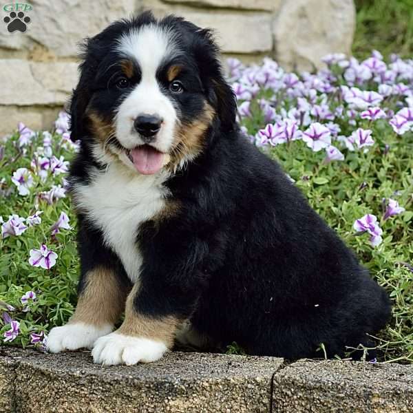 Mr. Barney, Bernese Mountain Dog Puppy