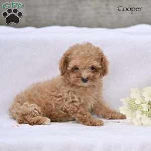 Cooper, Toy Poodle Puppy
