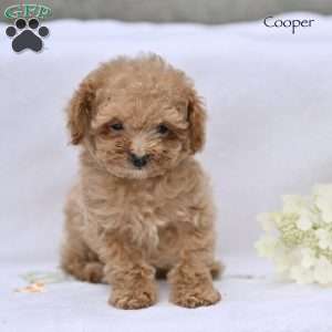 Cooper, Toy Poodle Puppy