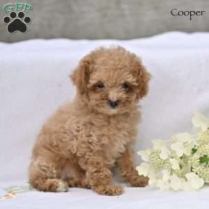 Cooper, Toy Poodle Puppy