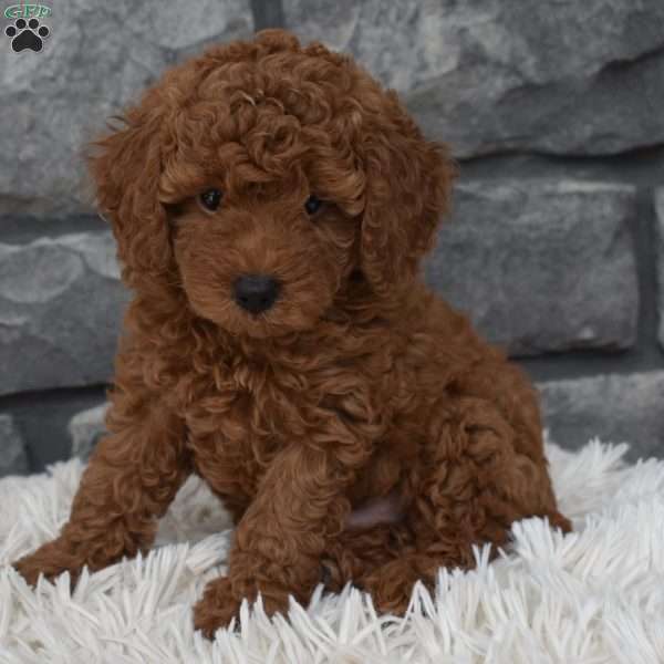 Cuddles, Toy Poodle Puppy
