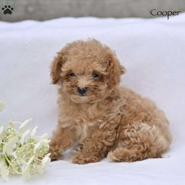 Cooper, Toy Poodle Puppy