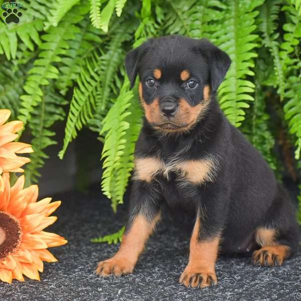 Wrenna, Rottweiler Puppy