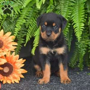 Wrenna, Rottweiler Puppy