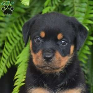 Wrenna, Rottweiler Puppy