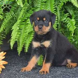 Whitney, Rottweiler Puppy