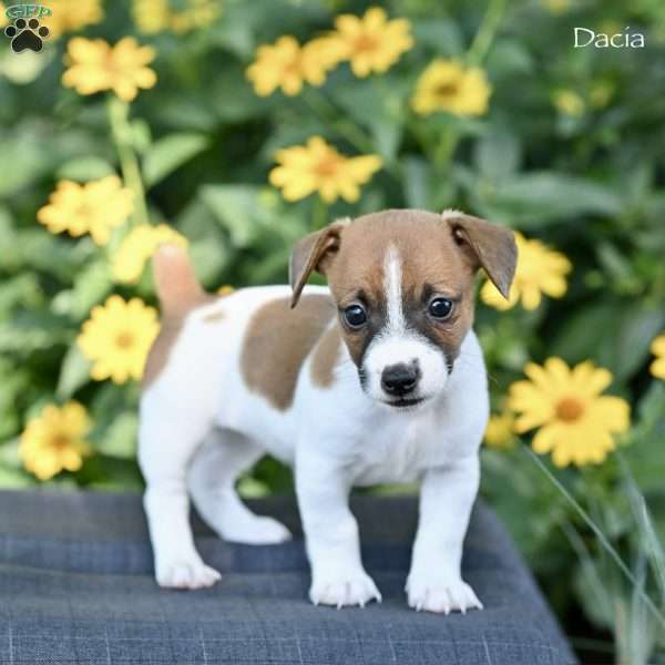 Dacia, Jack Russell Terrier Puppy
