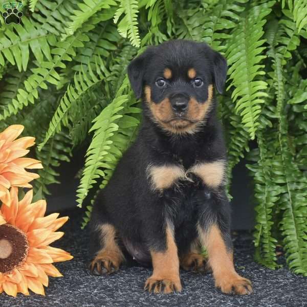 Whitney, Rottweiler Puppy