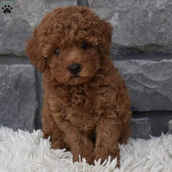 Cash, Toy Poodle Puppy