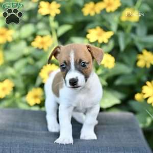 Dacia, Jack Russell Terrier Puppy