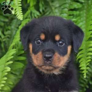 Whitney, Rottweiler Puppy