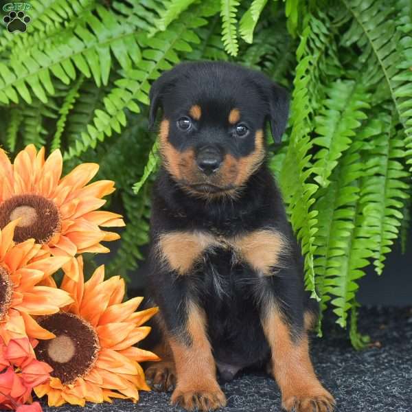 Wayne, Rottweiler Puppy