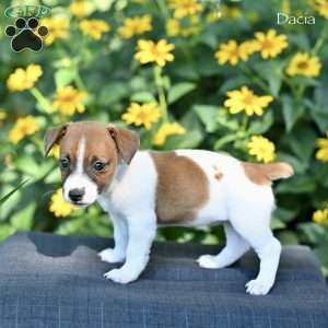 Dacia, Jack Russell Terrier Puppy