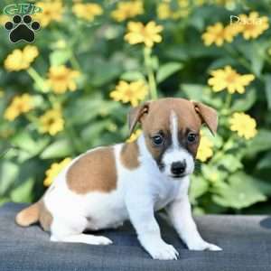 Dacia, Jack Russell Terrier Puppy