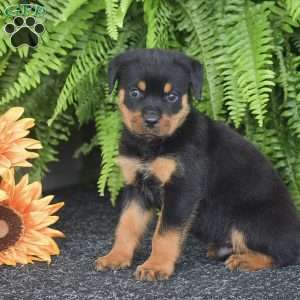 Wayne, Rottweiler Puppy