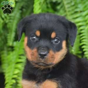 Wayne, Rottweiler Puppy