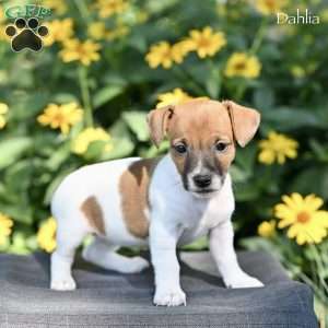 Dahlia, Jack Russell Terrier Puppy
