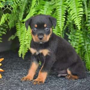 Whiskey, Rottweiler Puppy