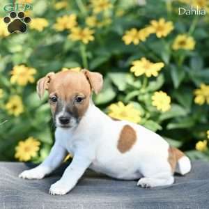Dahlia, Jack Russell Terrier Puppy