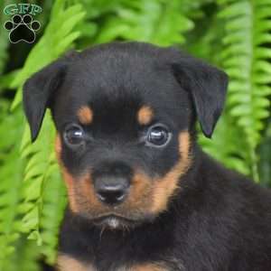 Whiskey, Rottweiler Puppy