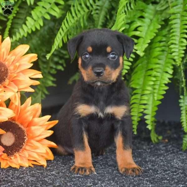 Whiskey, Rottweiler Puppy
