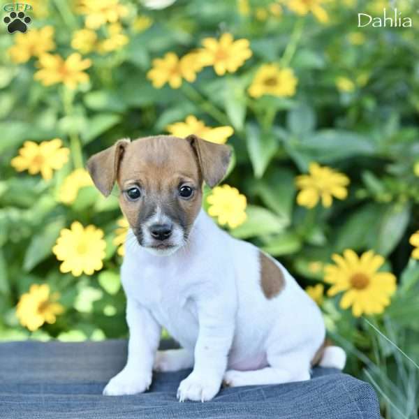 Dahlia, Jack Russell Terrier Puppy