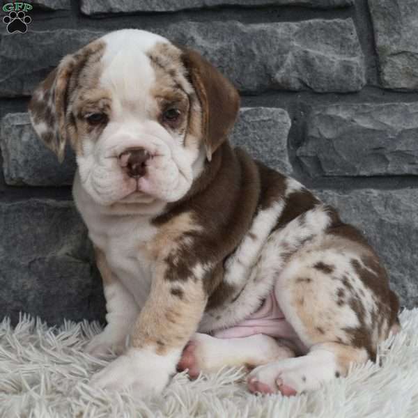 Tank, Beabull Puppy