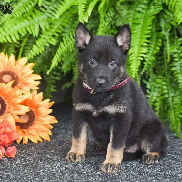Amber, German Shepherd Puppy