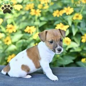 Dahlia, Jack Russell Terrier Puppy
