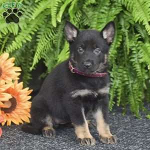 Amber, German Shepherd Puppy