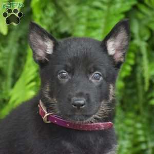 Amber, German Shepherd Puppy