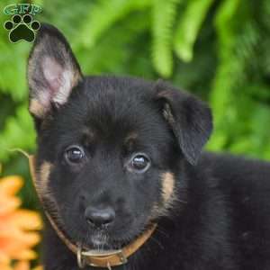 Abby, German Shepherd Puppy