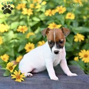 Deann, Jack Russell Terrier Puppy