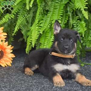 Abby, German Shepherd Puppy