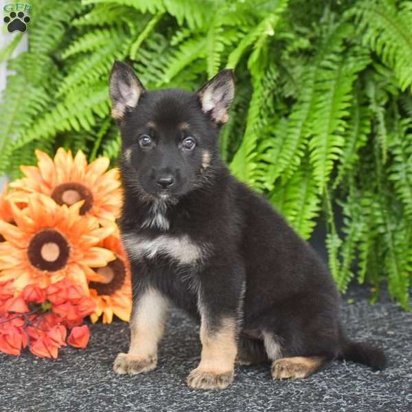 Apple, German Shepherd Puppy