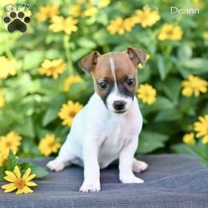 Deann, Jack Russell Terrier Puppy