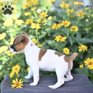 Deann, Jack Russell Terrier Puppy