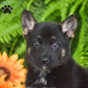 Apple, German Shepherd Puppy