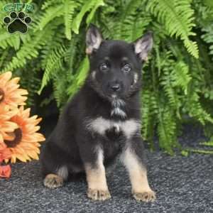 Apple, German Shepherd Puppy