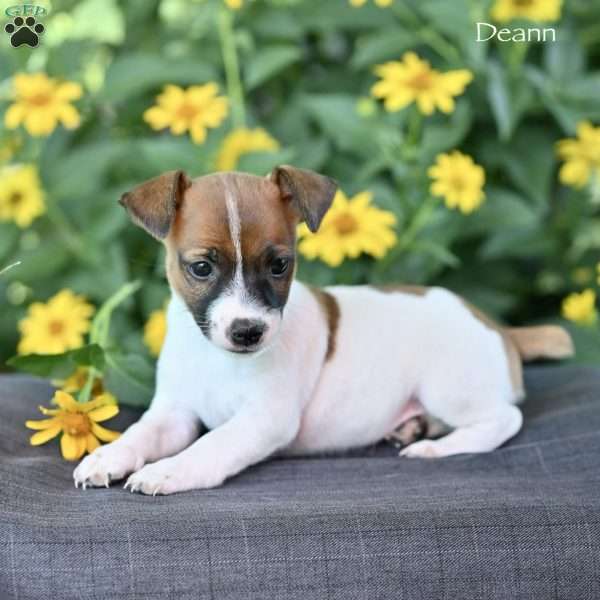 Deann, Jack Russell Terrier Puppy